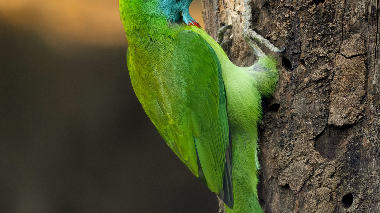 Blue-throated Barbet