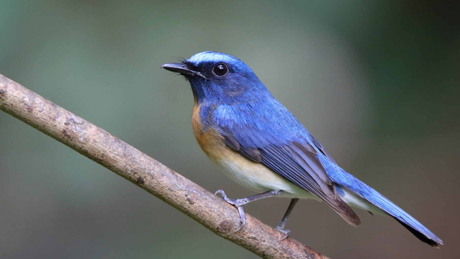 Blue-throated Blue Flycatcher