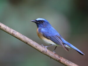 Blue-throated Blue Flycatcher