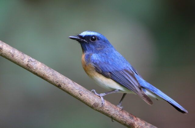 Blue-throated Blue Flycatcher