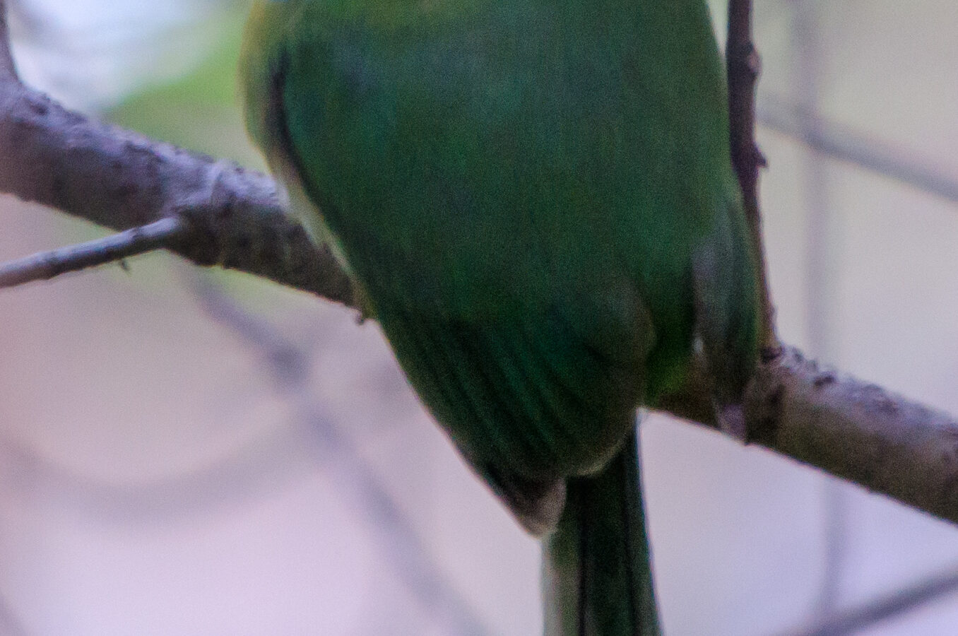Blue-throated Motmot