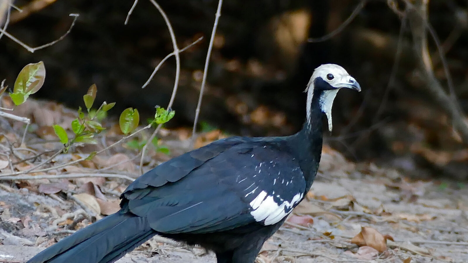 White-throated Piping Guan