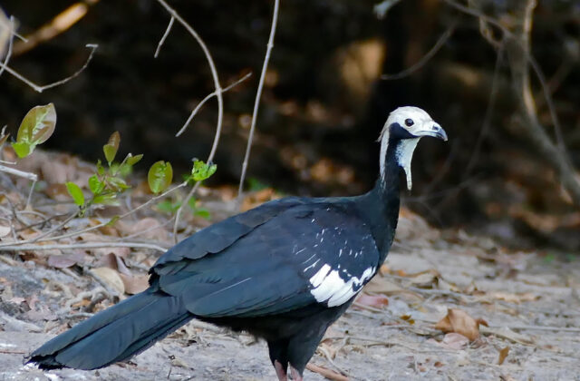 White-throated Piping Guan