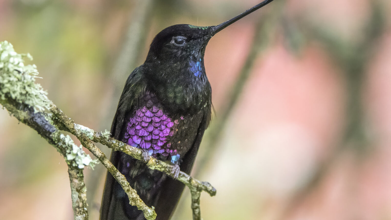Blue-throated Starfrontlet