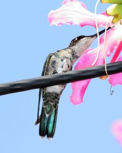 Blue-tufted Starthroat