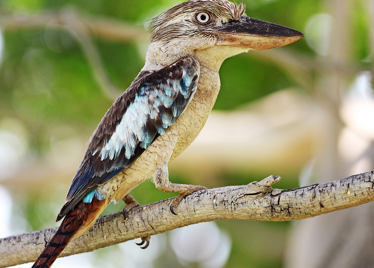 Blue-winged Kookaburra