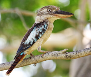 Blue-winged Kookaburra