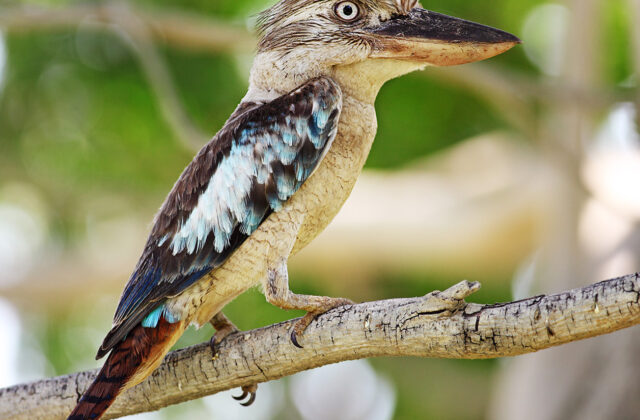 Blue-winged Kookaburra