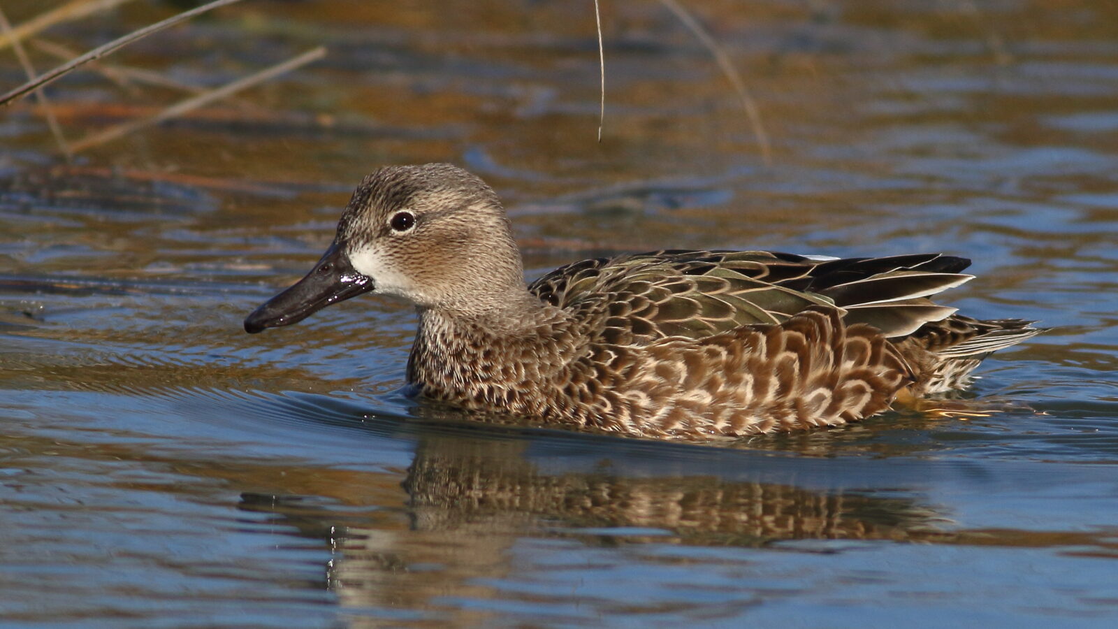 Blue-winged Teal