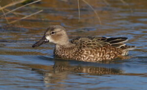 Blue-winged Teal