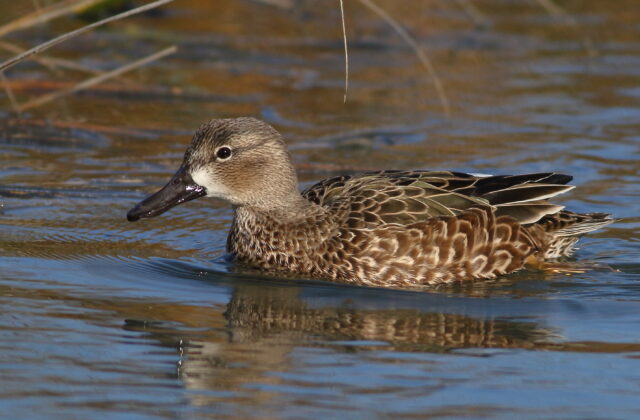 Blue-winged Teal