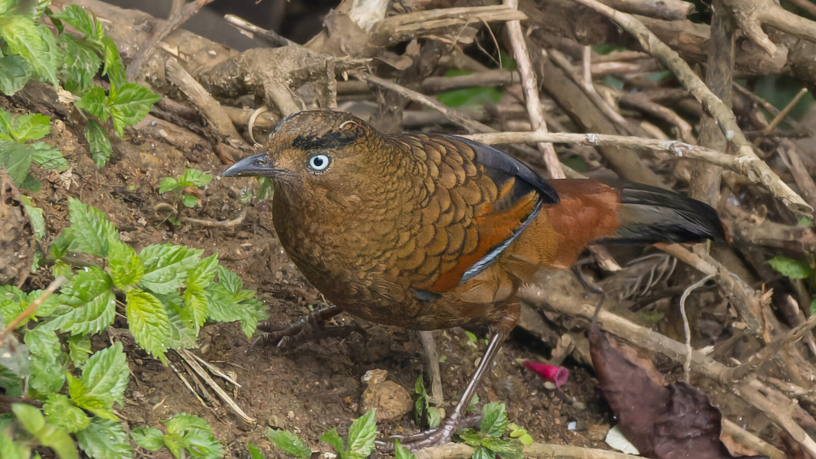 Blue-winged Laughingthrush
