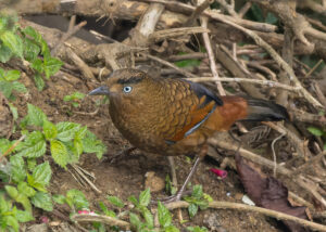 Blue-winged Laughingthrush
