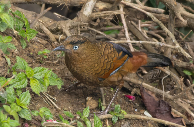 Blue-winged Laughingthrush