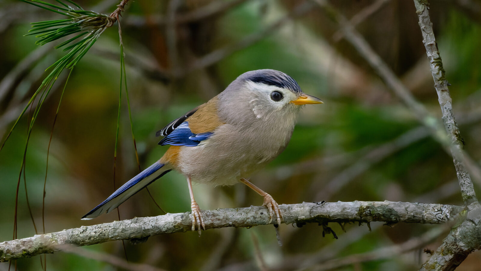 Blue-winged Minla