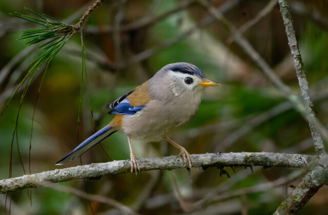 Blue-winged Minla