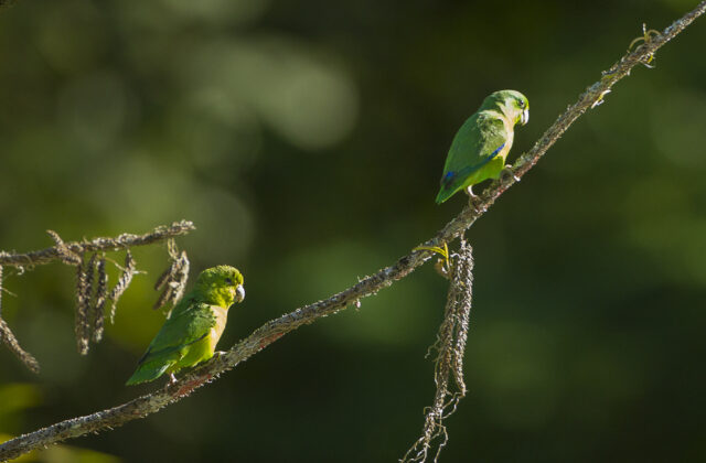 Riparian Parrotlet