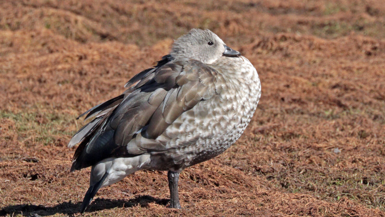 Blue-winged Goose