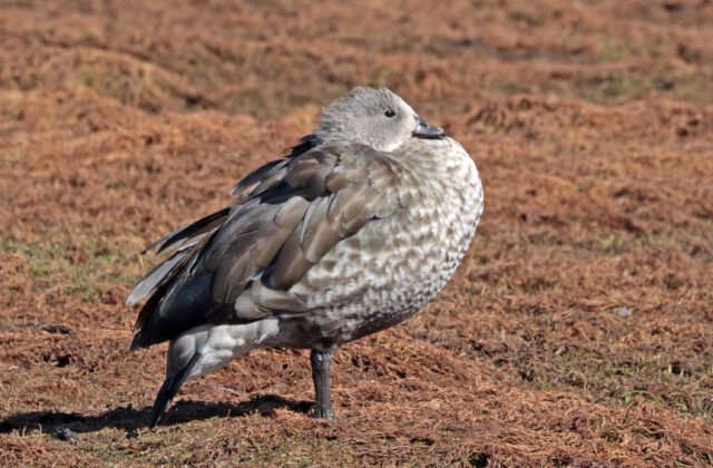 Blue-winged Goose