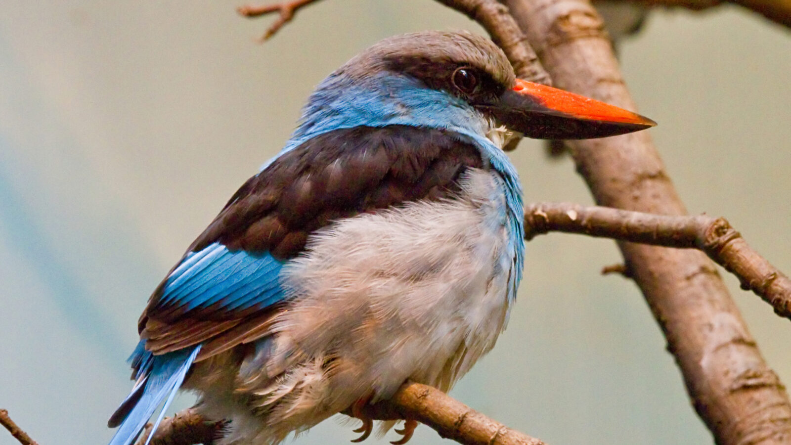 Blue-breasted Kingfisher