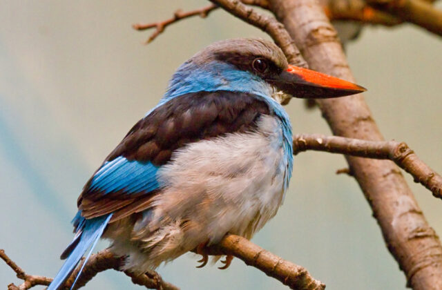 Blue-breasted Kingfisher