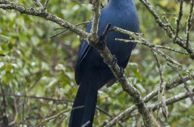 Blue Coua