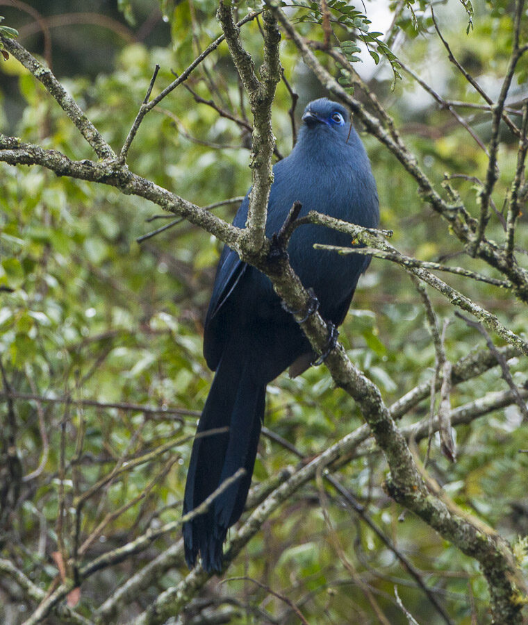 Blue Coua