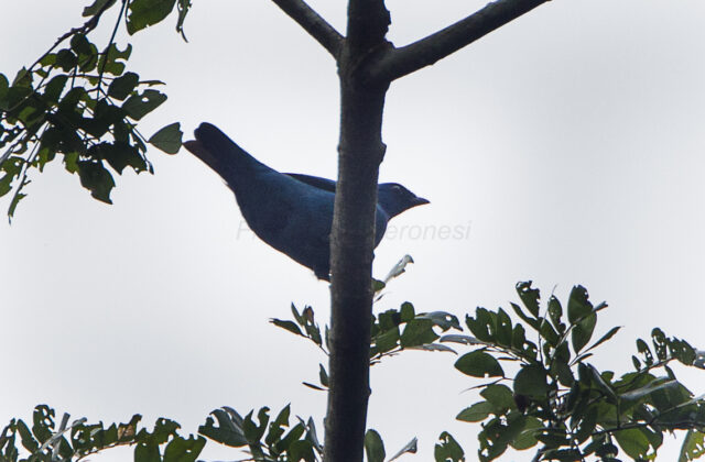 Blue Cuckooshrike
