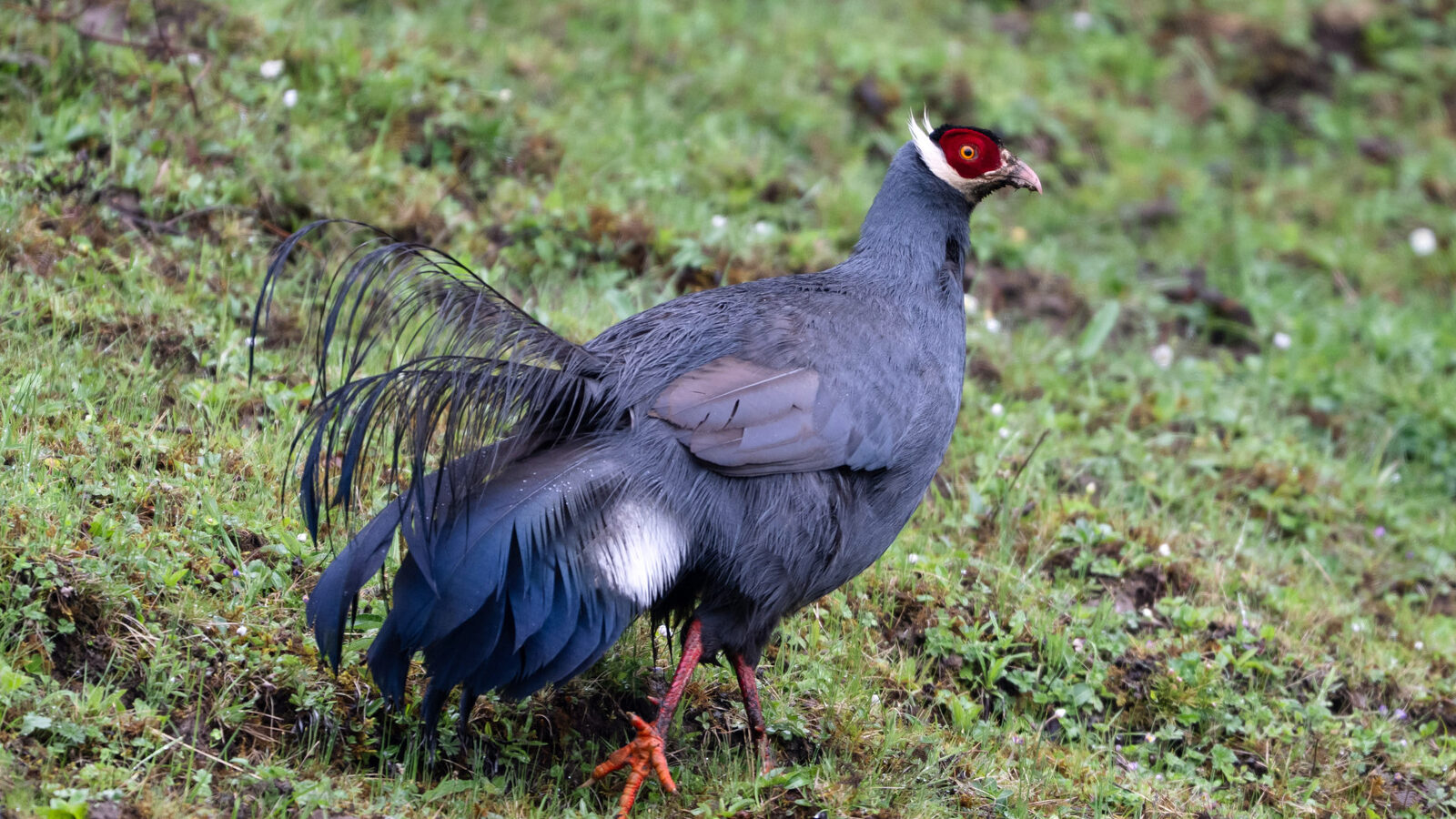 Blue Eared Pheasant