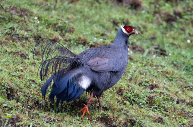 Blue Eared Pheasant