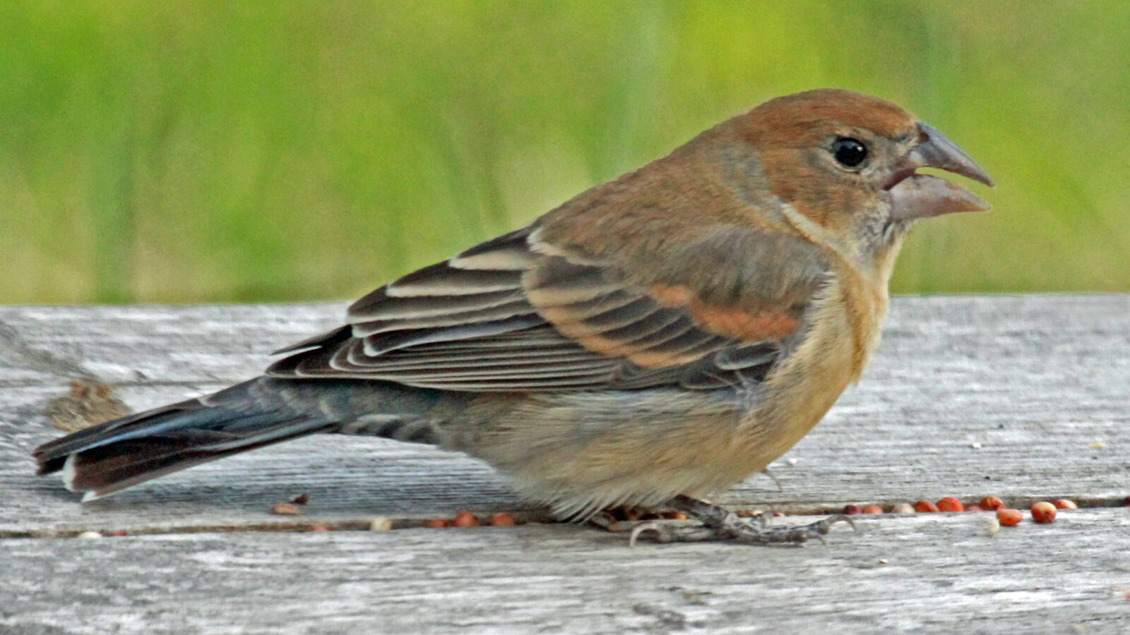 Blue Grosbeak