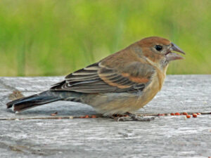 Blue Grosbeak