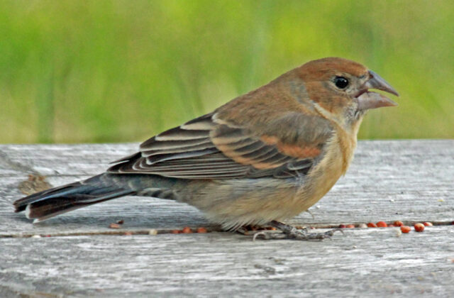 Blue Grosbeak