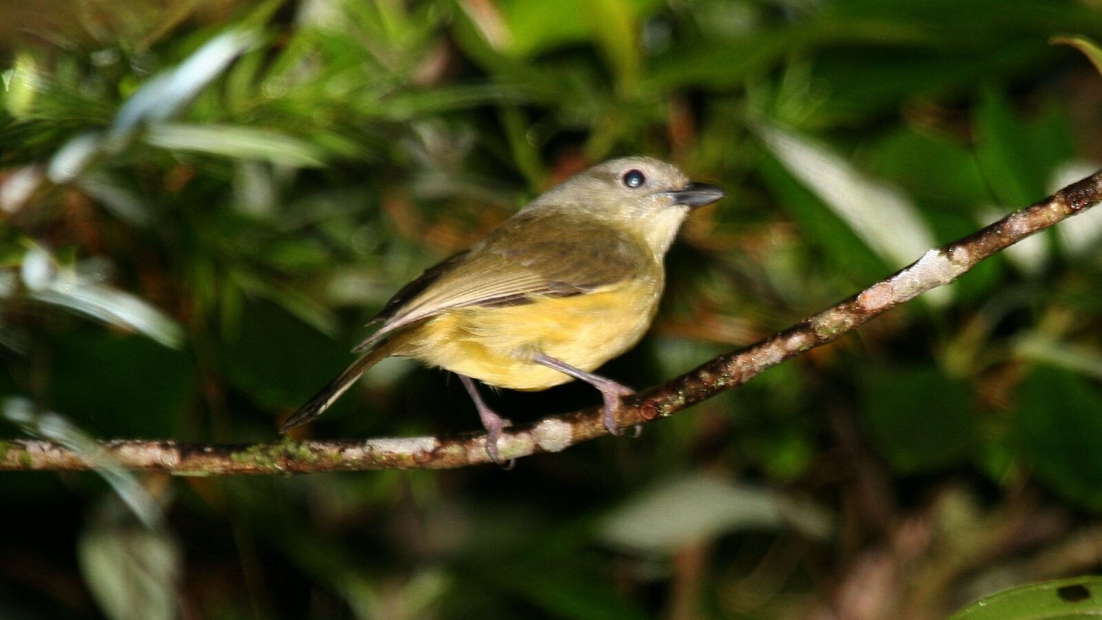 Blue Mountain Vireo
