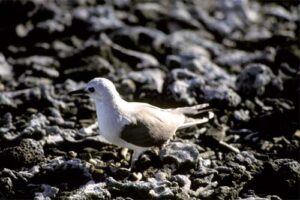 Blue Noddy