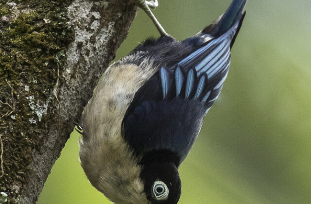 Blue Nuthatch