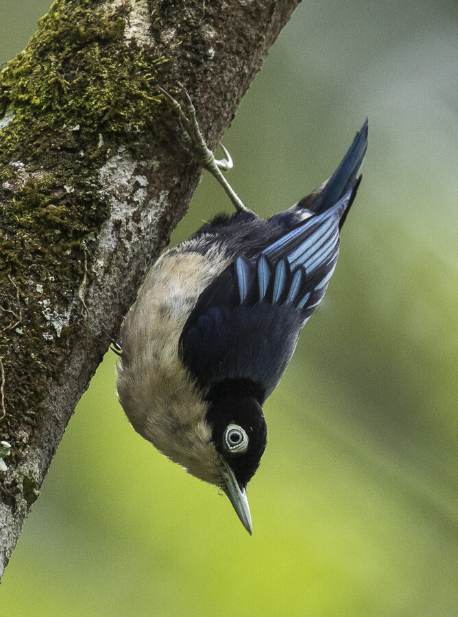 Blue Nuthatch
