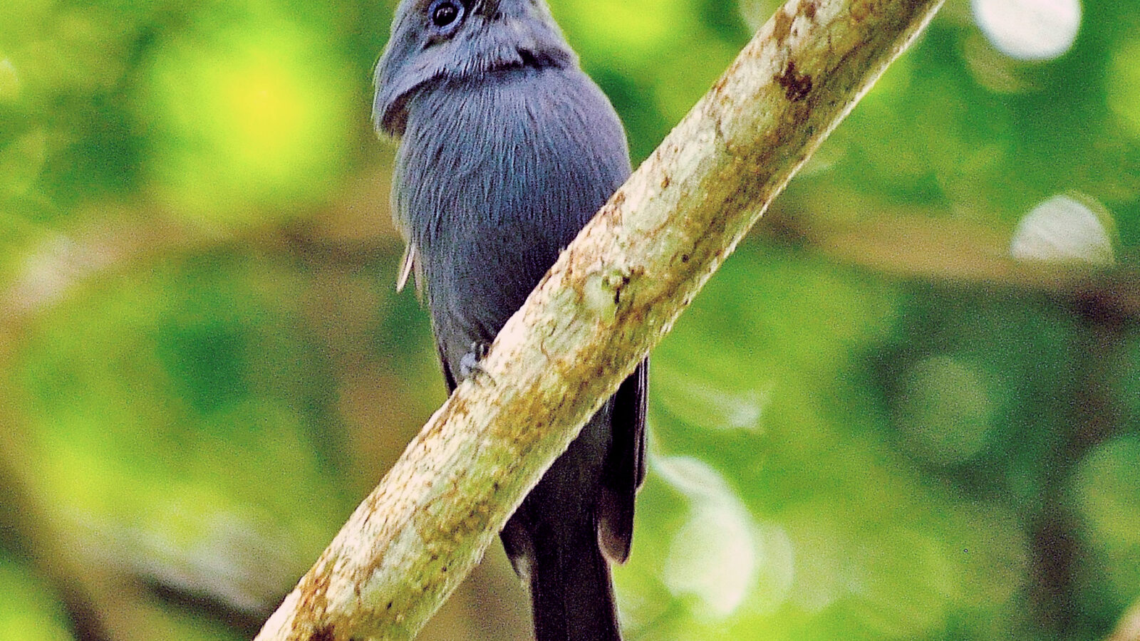 Blue Paradise Flycatcher