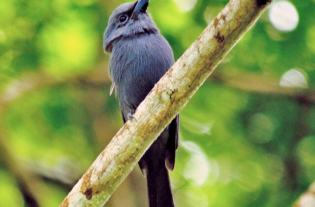 Blue Paradise Flycatcher