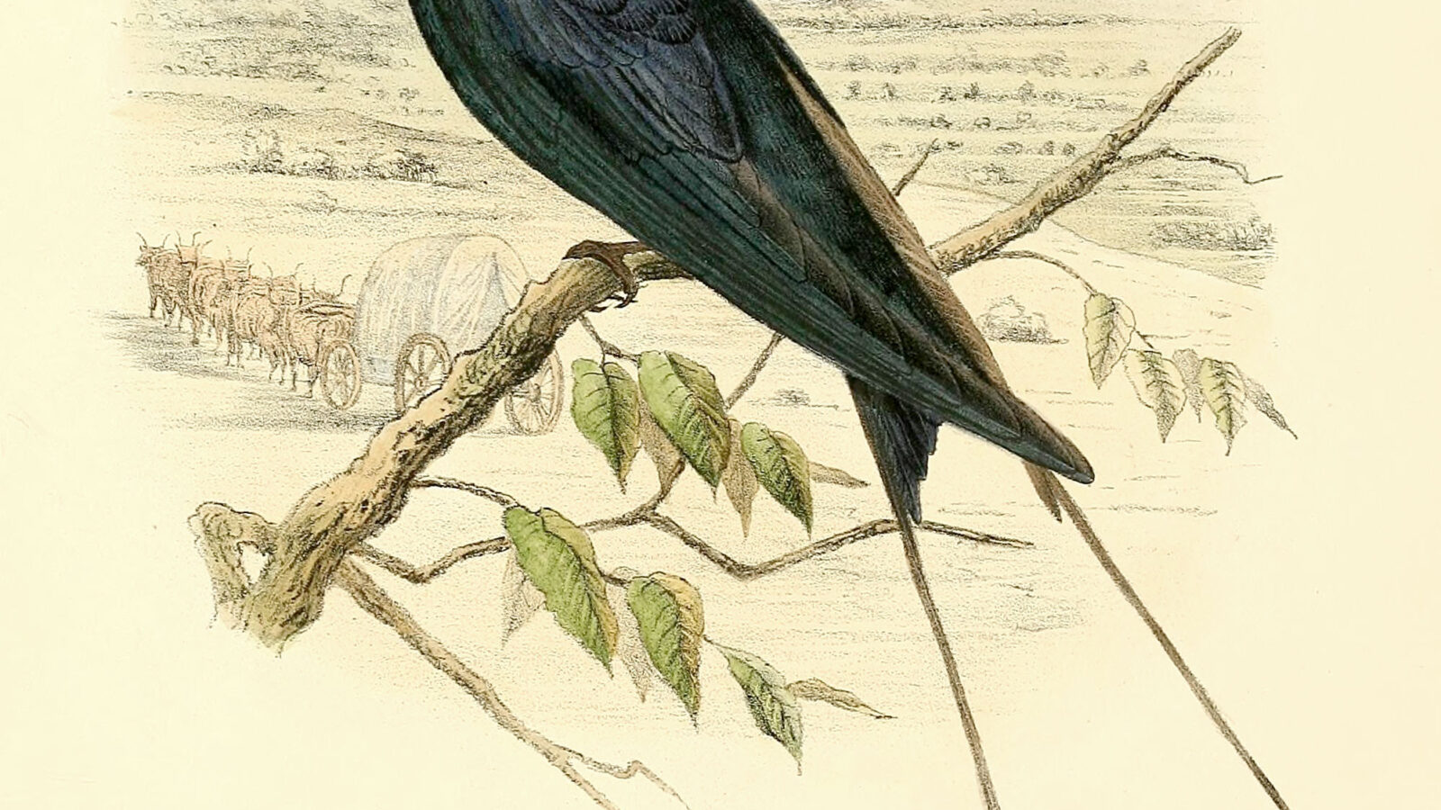 Blue Swallow
