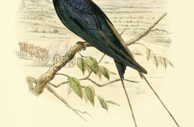 Blue Swallow