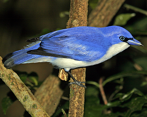 Madagascar Blue Vanga