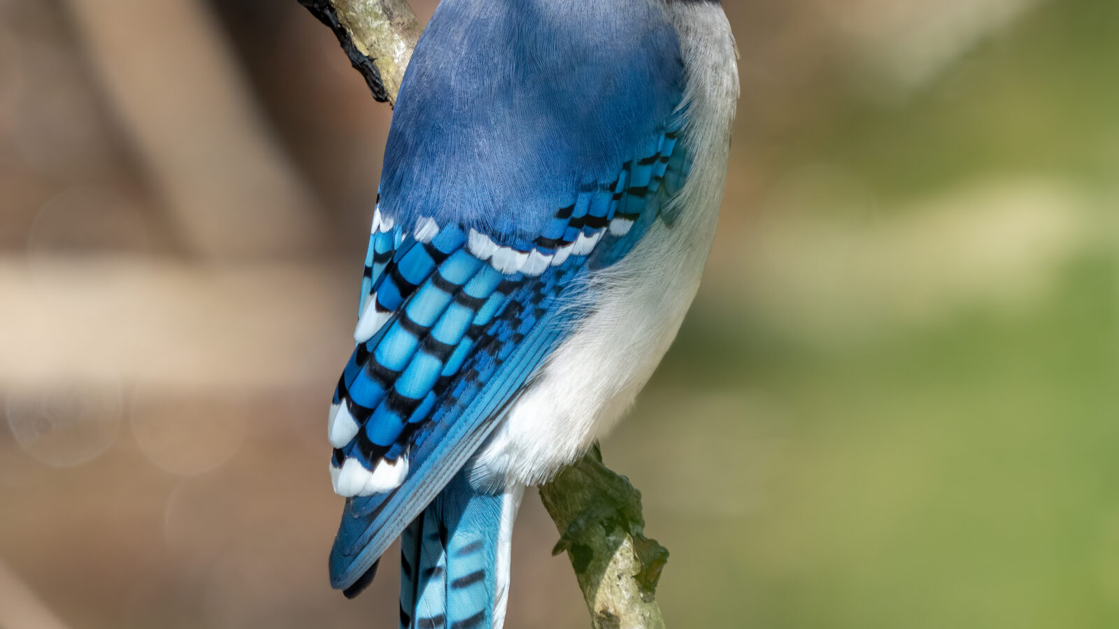 Blue Jay