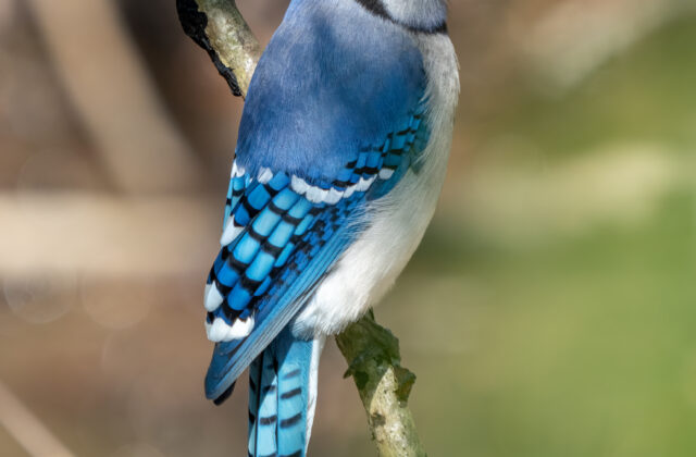 Blue Jay