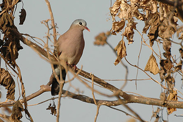 Blue-spotted Wood Dove