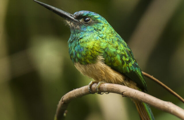 Bluish-fronted Jacamar