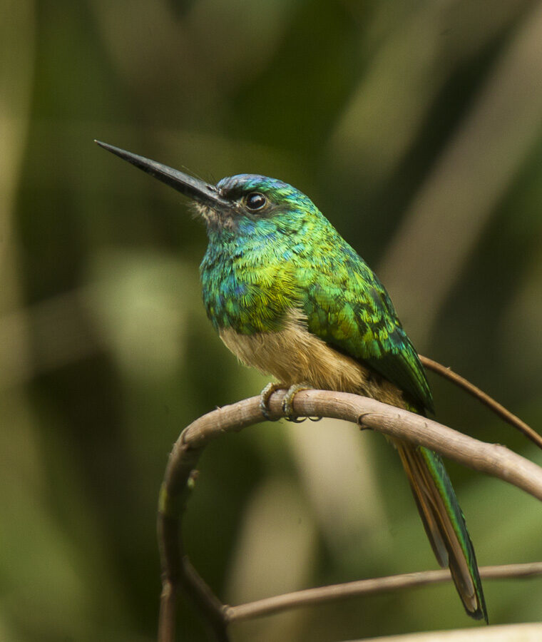 Bluish-fronted Jacamar
