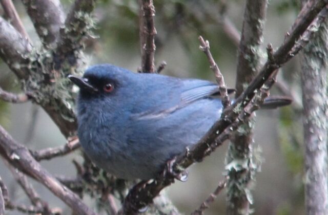Bluish Flowerpiercer
