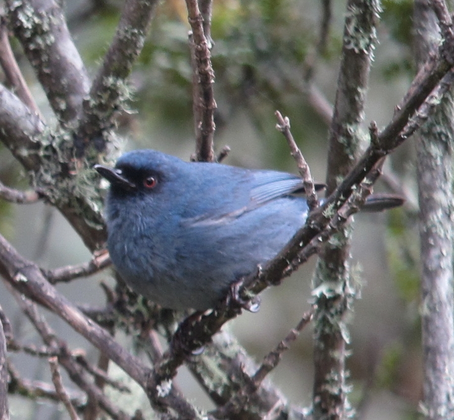 Bluish Flowerpiercer