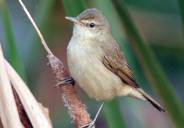 Blunt-winged Warbler